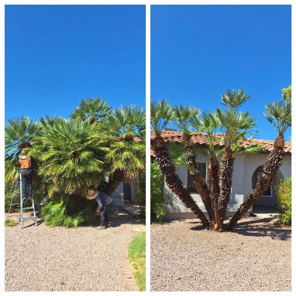 Professional residential landscaping in Chandler, AZ by Phillip's Landscaping Services