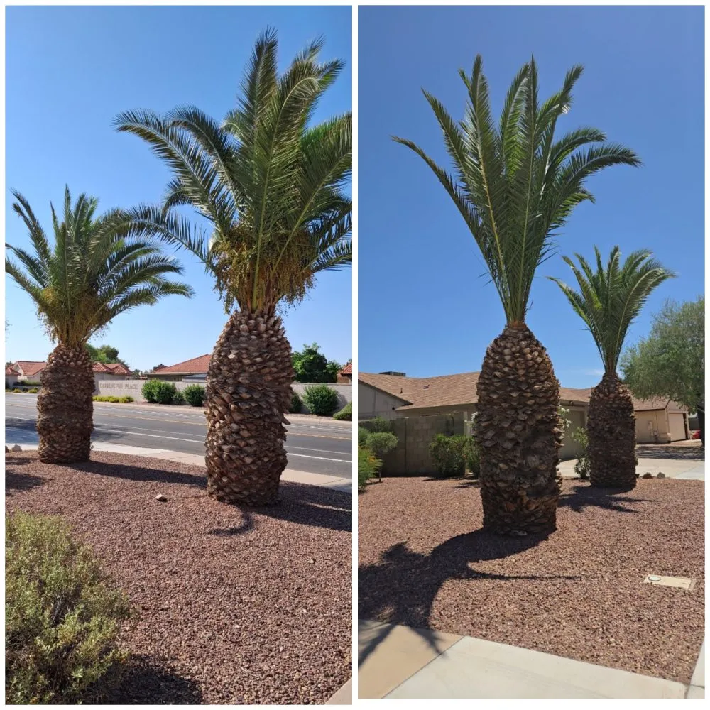 Reliable residential landscaping with custom design across Chandler, AZ - Phillip's Landscaping Services