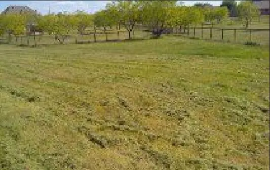 Custom lawn care service near you in Weatherford, TX by Phillips Services Unlimited