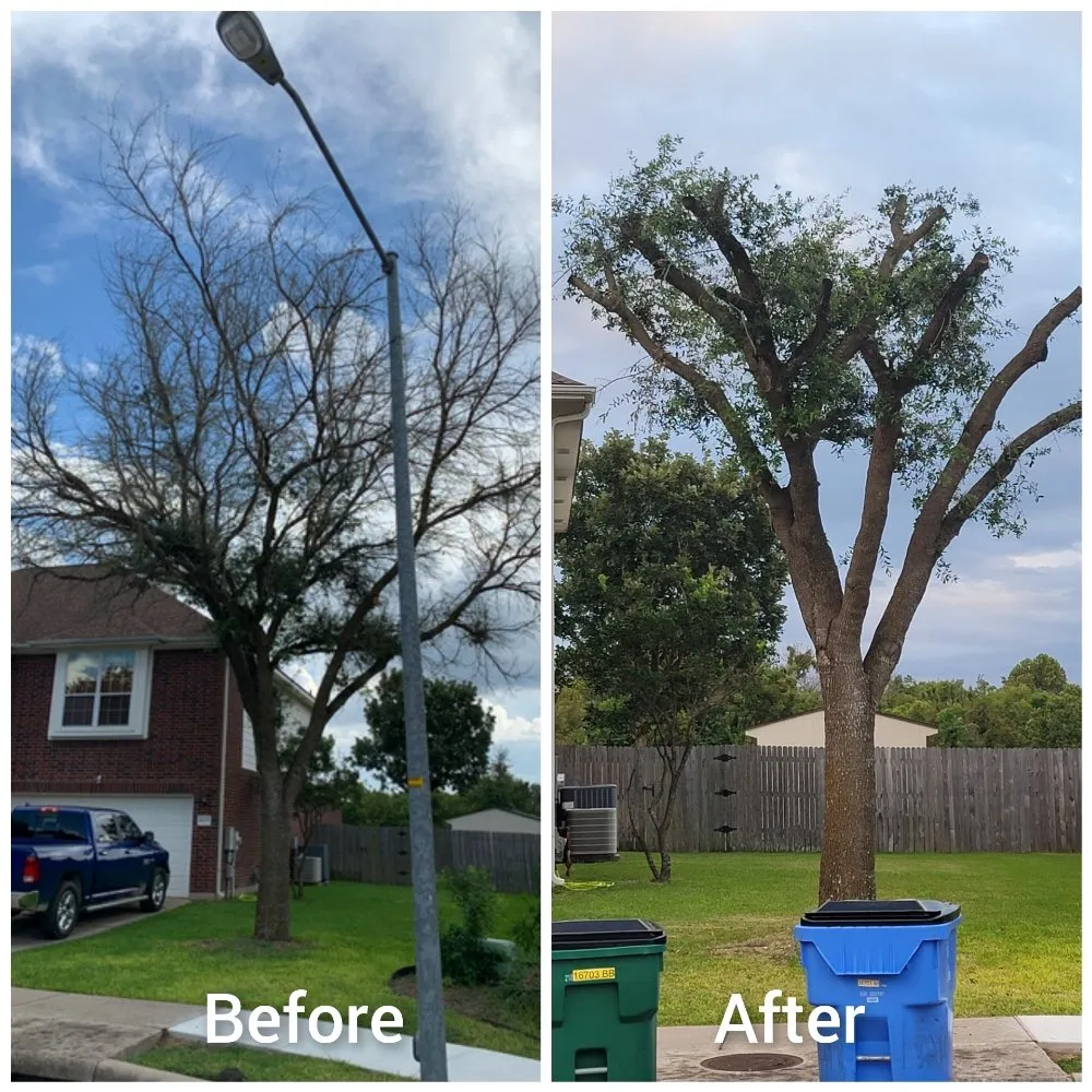 Custom lawn mowing service for residential properties in Caldwell, TX by Phillips Trio Lawn And Tree Care