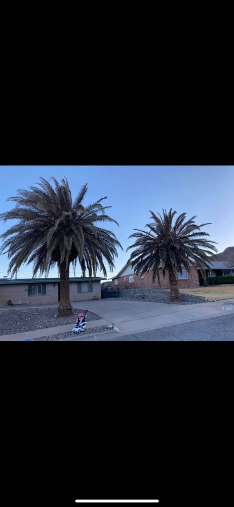 Expert landscape design in El Paso, TX by Phillip's Yard Care