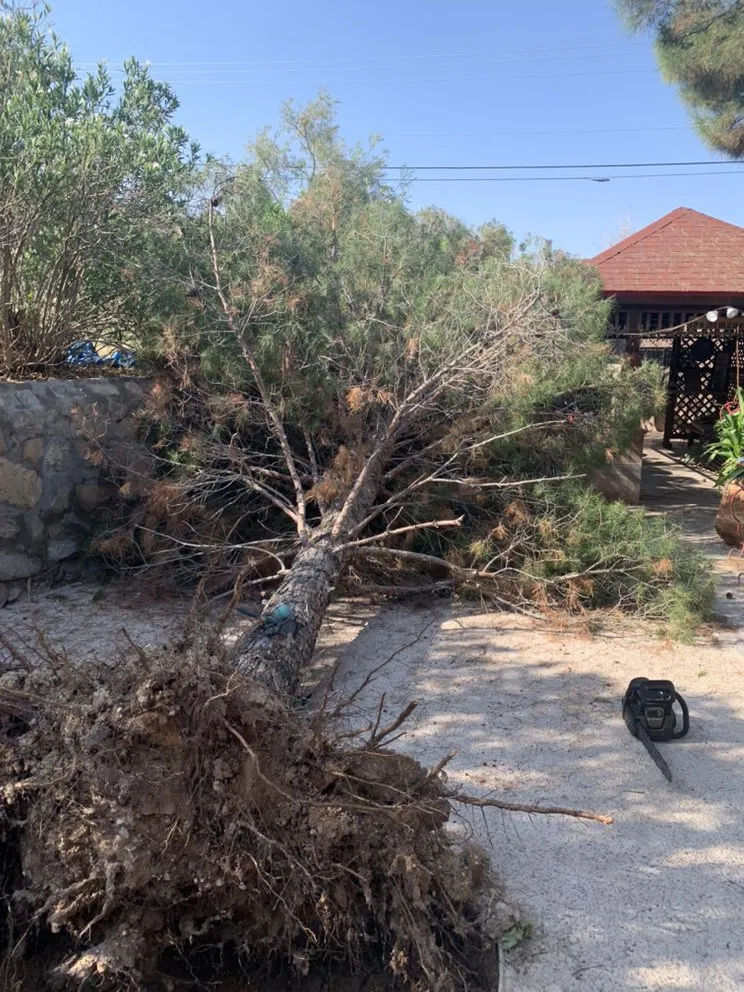 Top-rated yard cleanup service for residential properties in El Paso, TX by Phillip's Yard Care