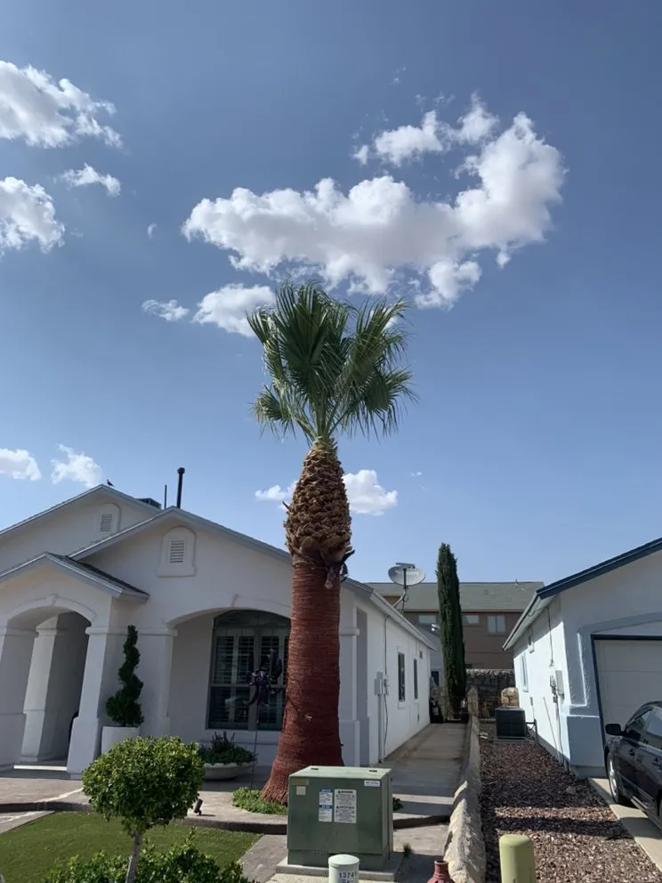 Expert yard maintenance for outdoor upgrades across El Paso, TX - Phillip's Yard Care