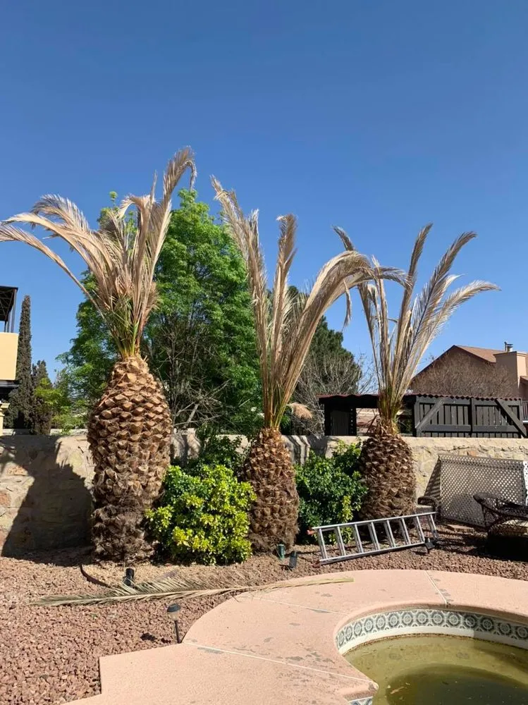 Affordable landscaping services in El Paso, TX - Phillip's Yard Care