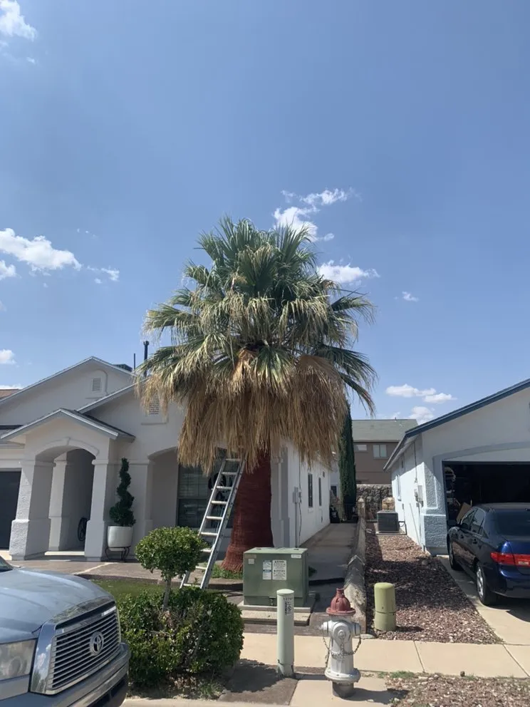 Top-rated landscape design for year-round maintenance across El Paso, TX - Phillip's Yard Care