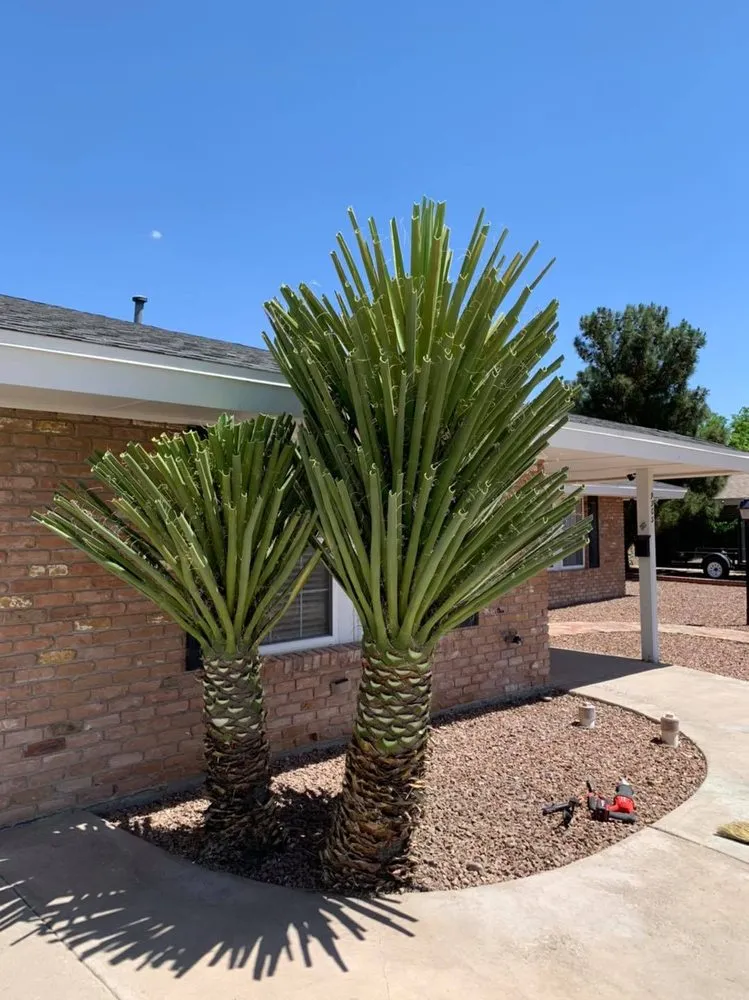 Affordable lawn care service experts serving El Paso, TX - Phillip's Yard Care