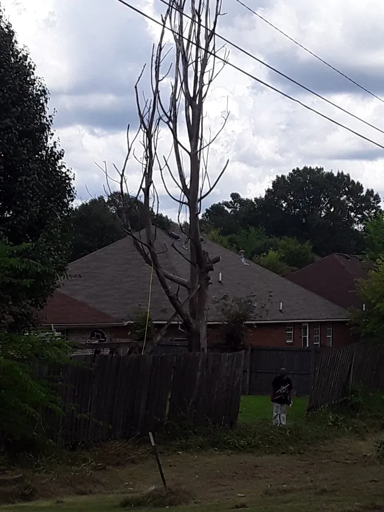 Top-rated residential landscaping for outdoor upgrades in Tupelo, MS by Phillys Steak