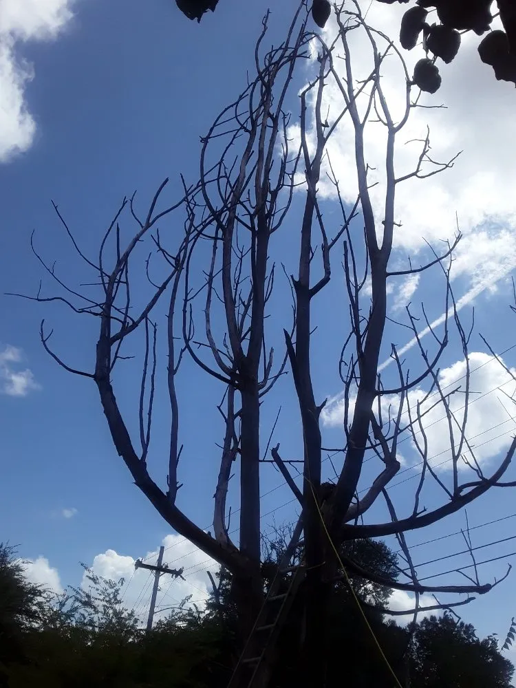 Top-rated landscape design for year-round maintenance across Tupelo, MS - Phillys Steak