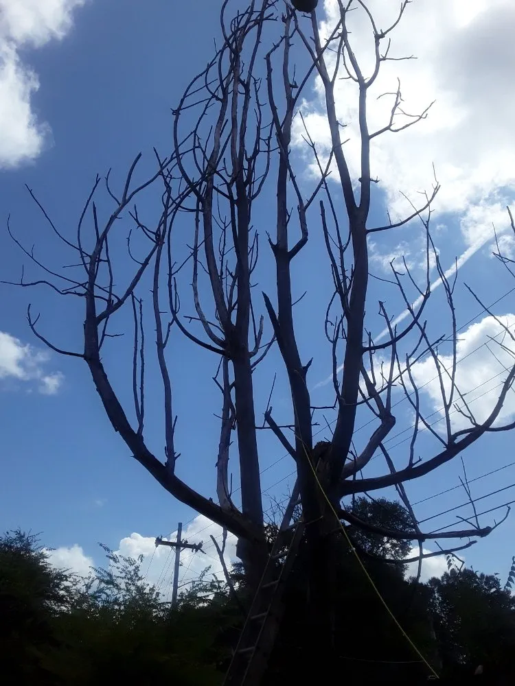 Custom yard maintenance experts serving Tupelo, MS - Phillys Steak