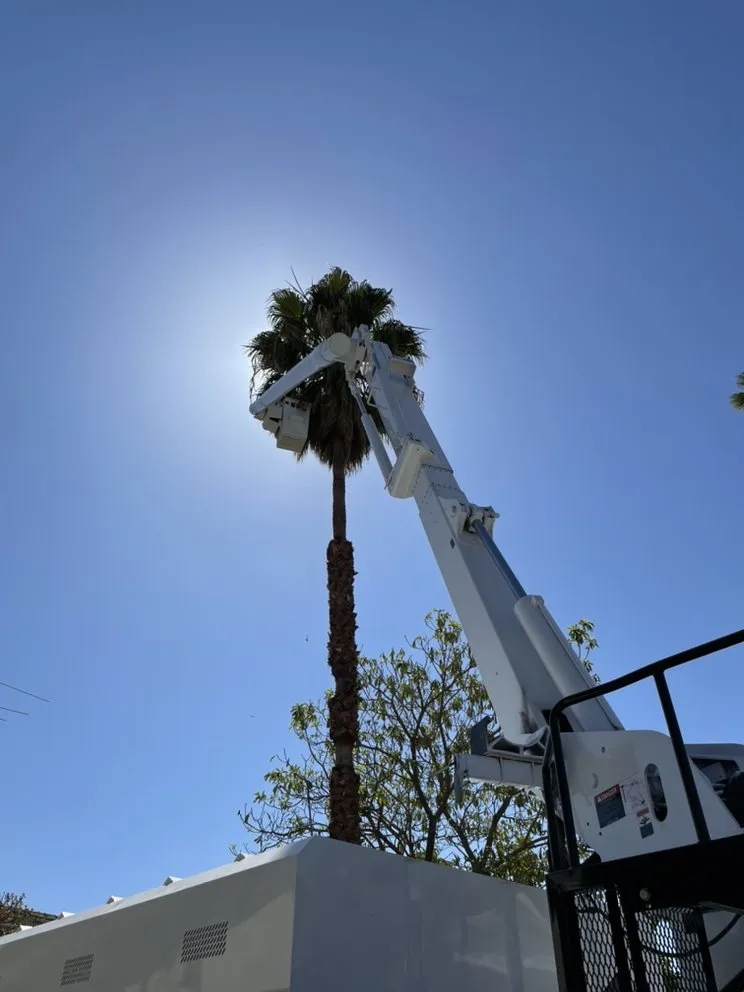 Custom lawn care service experts serving Long Beach, CA - Phil's Arbor Care