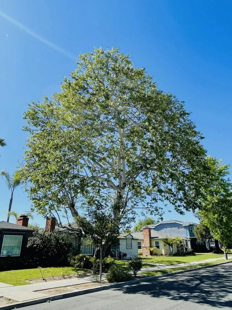 Custom lawn care service in Long Beach, CA - Phil's Arbor Care