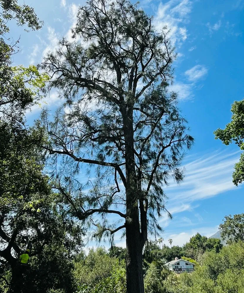 Expert landscape installation in Long Beach, CA - Phil's Arbor Care