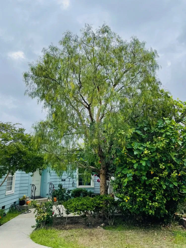 Top-rated landscape installation experts serving Long Beach, CA - Phil's Arbor Care