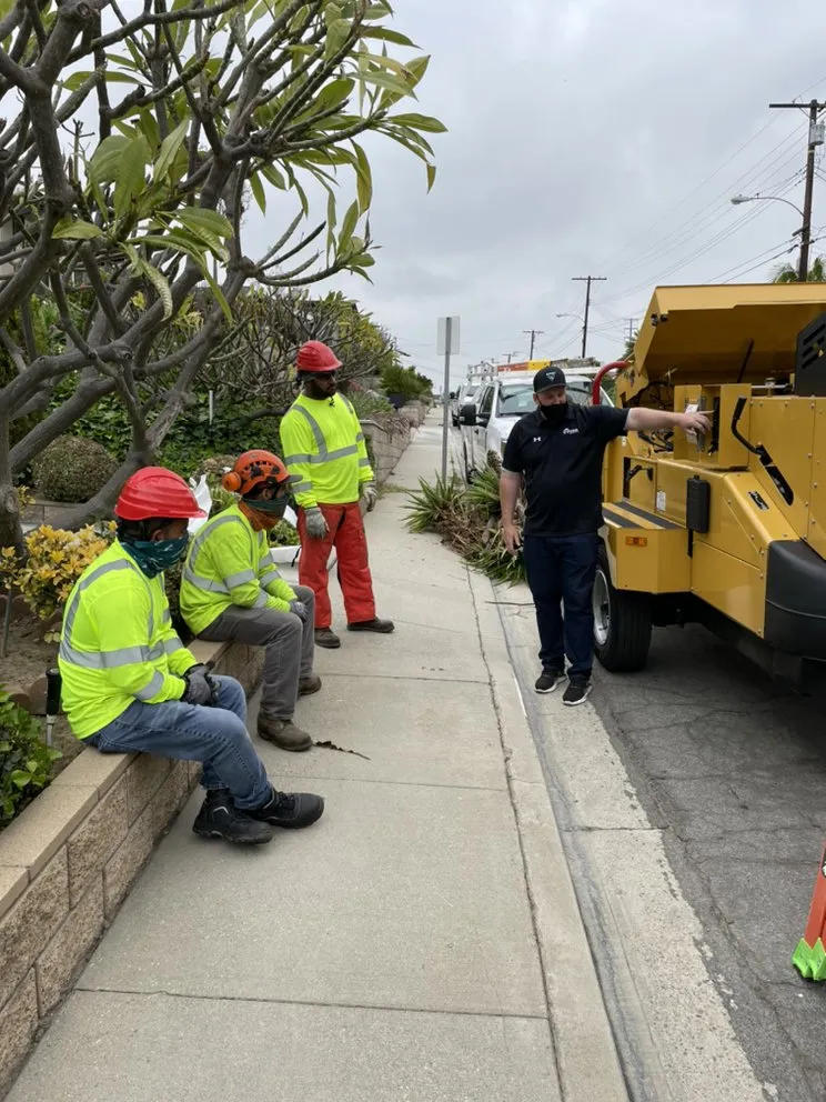 Local landscaping services experts serving Long Beach, CA - Phil's Arbor Care