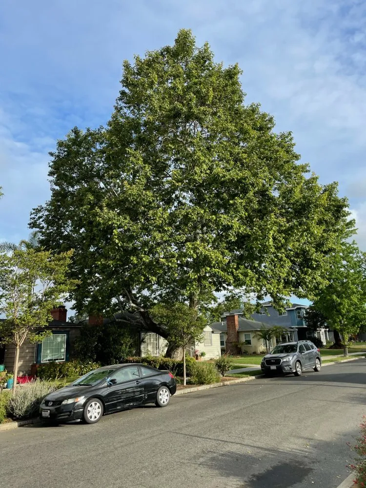 Trusted lawn care service experts serving Long Beach, CA - Phil's Arbor Care