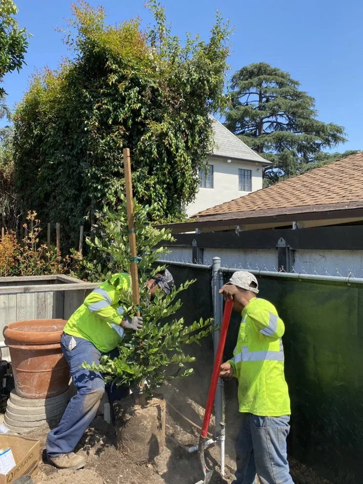 Reliable landscaping services for residential properties in Long Beach, CA by Phil's Arbor Care