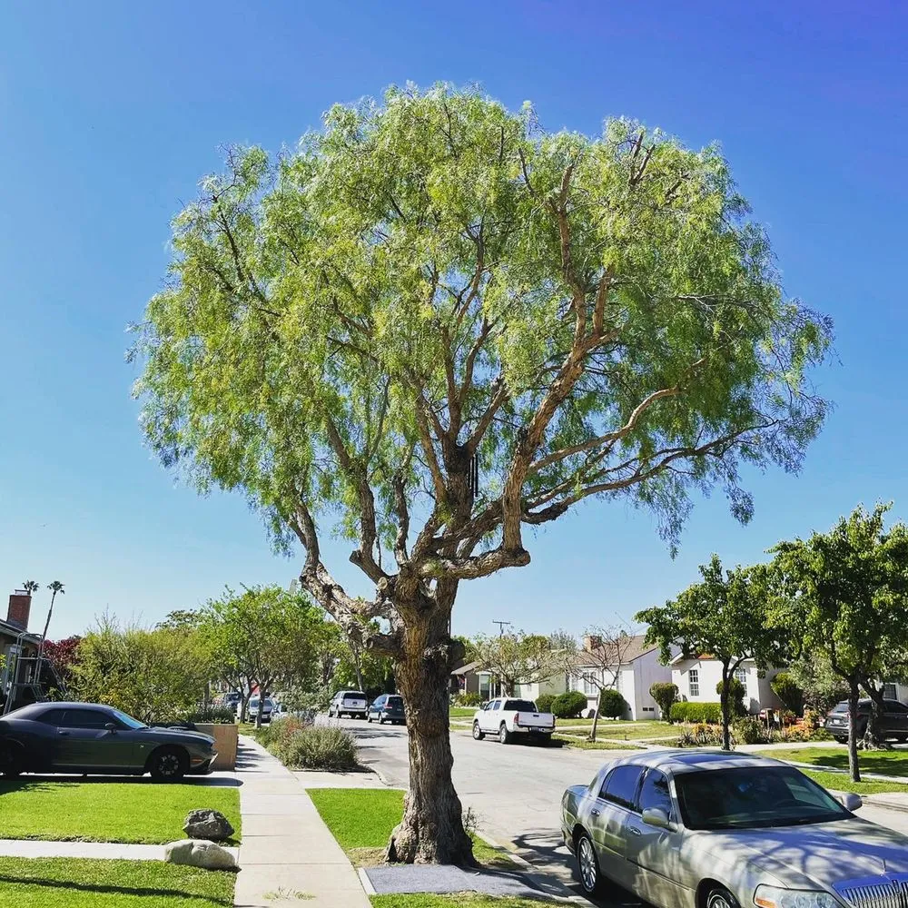 Affordable garden landscaping experts serving Long Beach, CA - Phil's Arbor Care