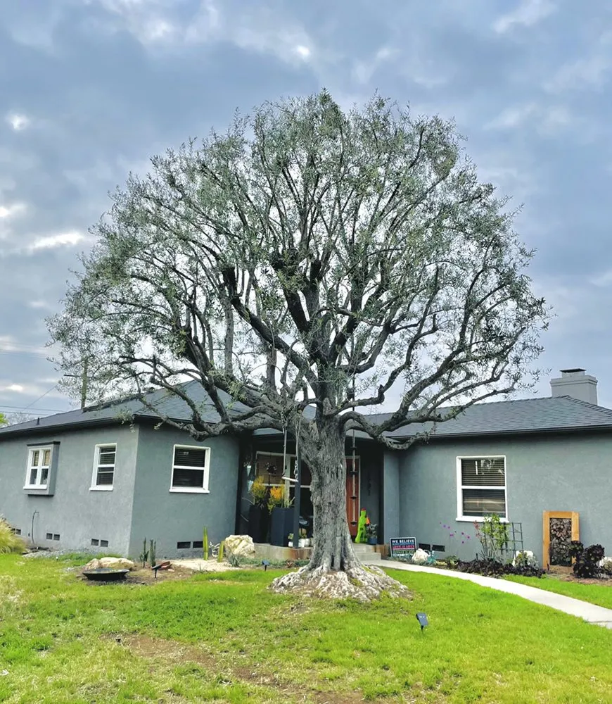 Local lawn care service in Long Beach, CA by Phil's Arbor Care