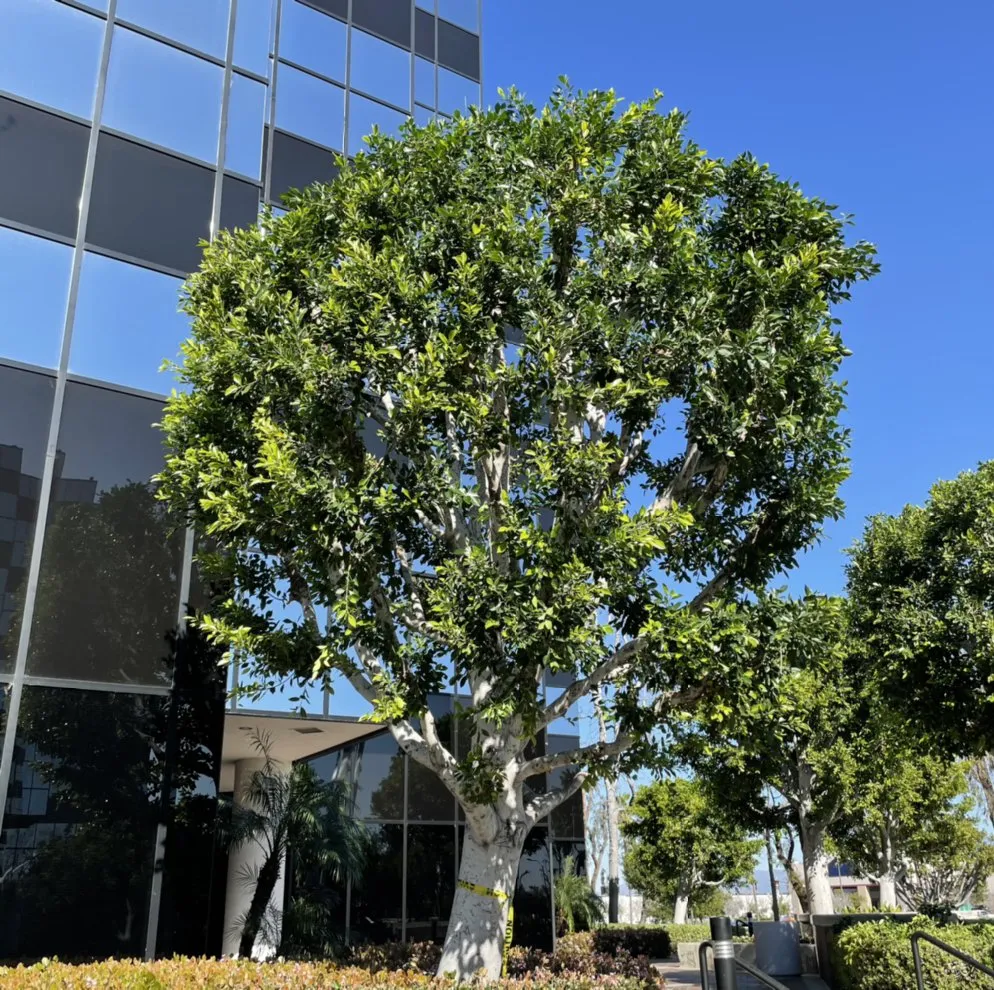 Top-rated yard maintenance near you in Long Beach, CA by Phil's Arbor Care