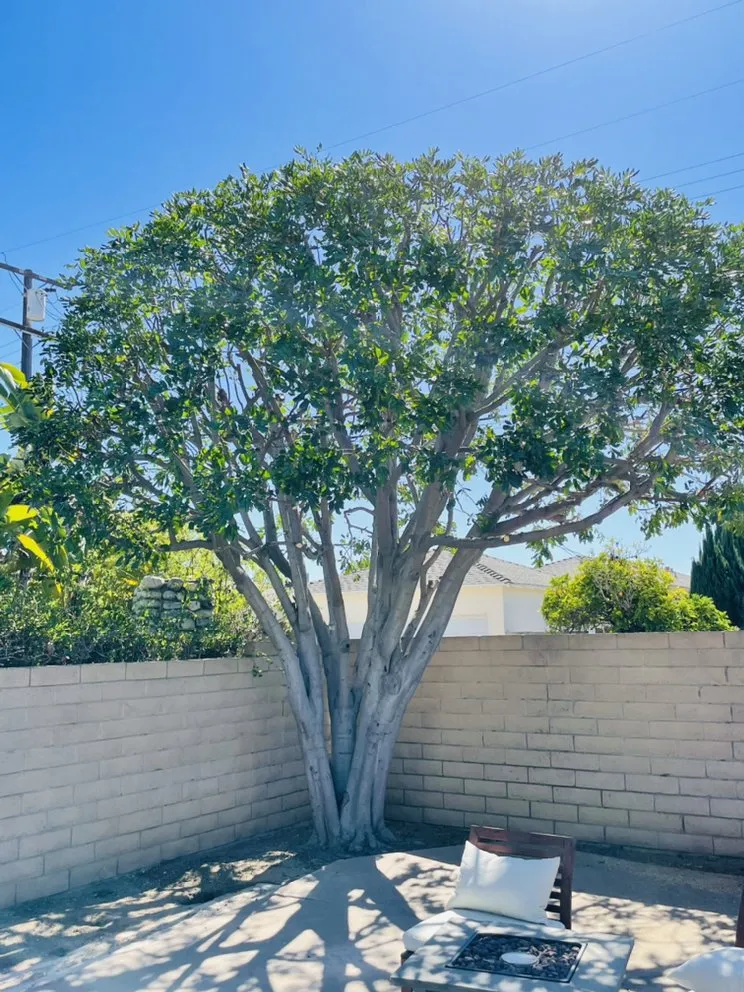 Trusted yard cleanup service in Long Beach, CA by Phil's Arbor Care
