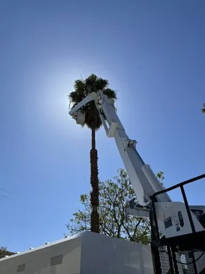 Phil's Arbor Care Logo