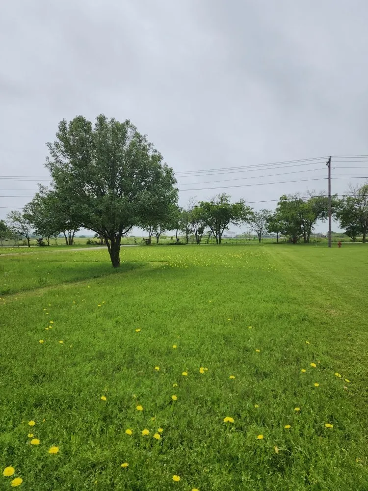 Local yard maintenance experts serving Alvarado, TX - Phil's Mowing