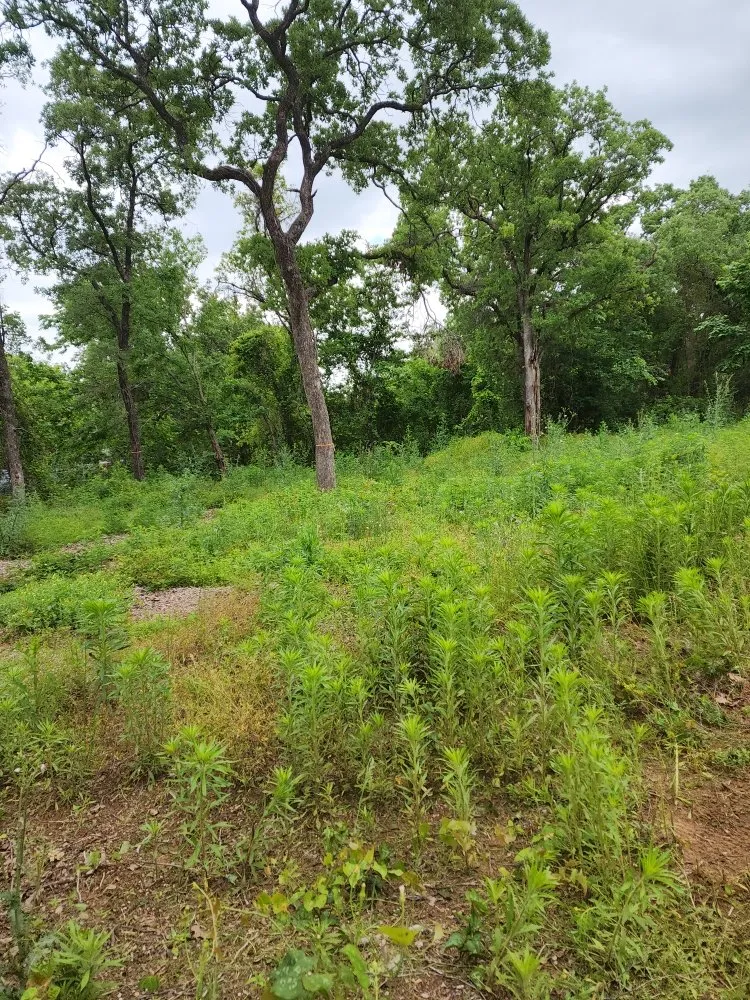 Local yard cleanup service experts serving Alvarado, TX - Phil's Mowing