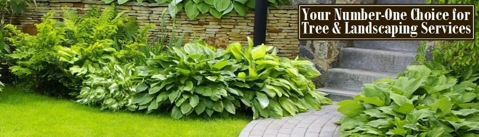 Custom yard cleanup service for beautiful yards in Jackson, NJ by Phil's Tree Service