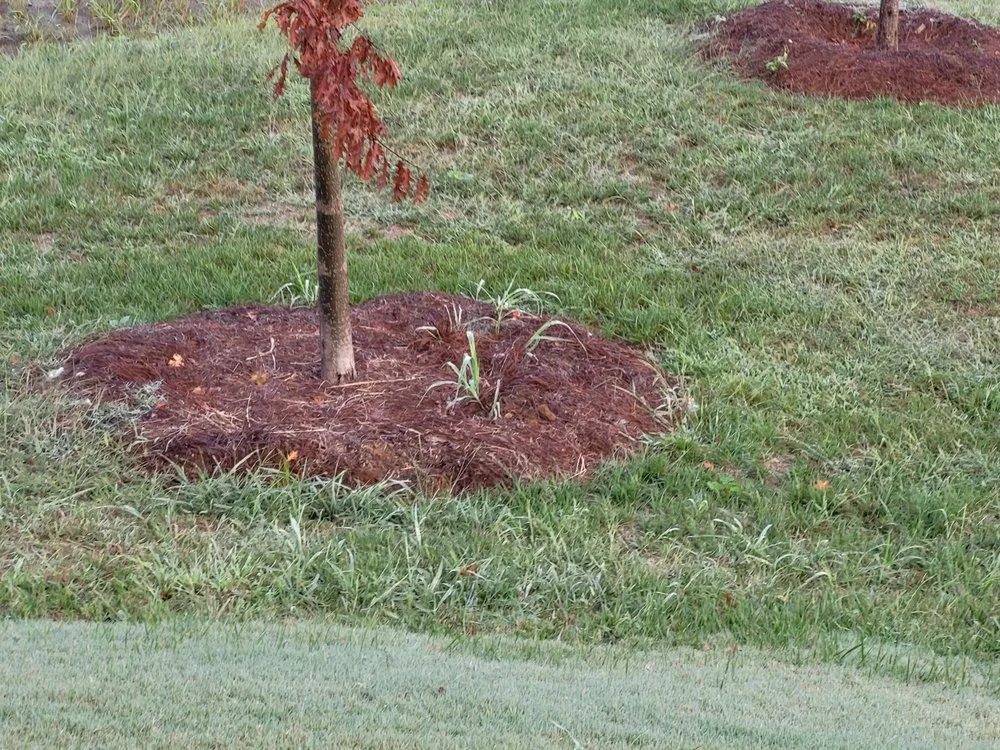 Trusted yard cleanup service for outdoor upgrades in Conway, SC by Phoenix Landscape of Coastal C