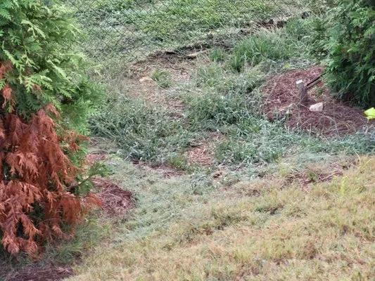 Phoenix Landscape of Coastal C Logo