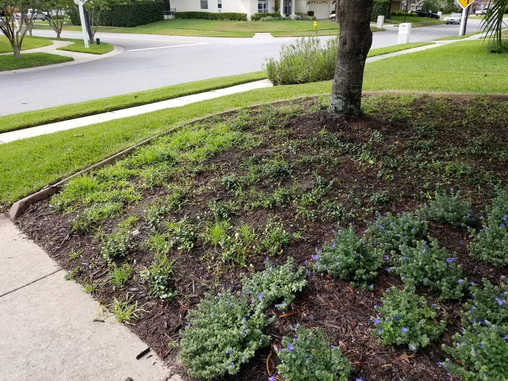 Local landscape design experts serving Titusville, FL - Phoenix Landscape Solutions