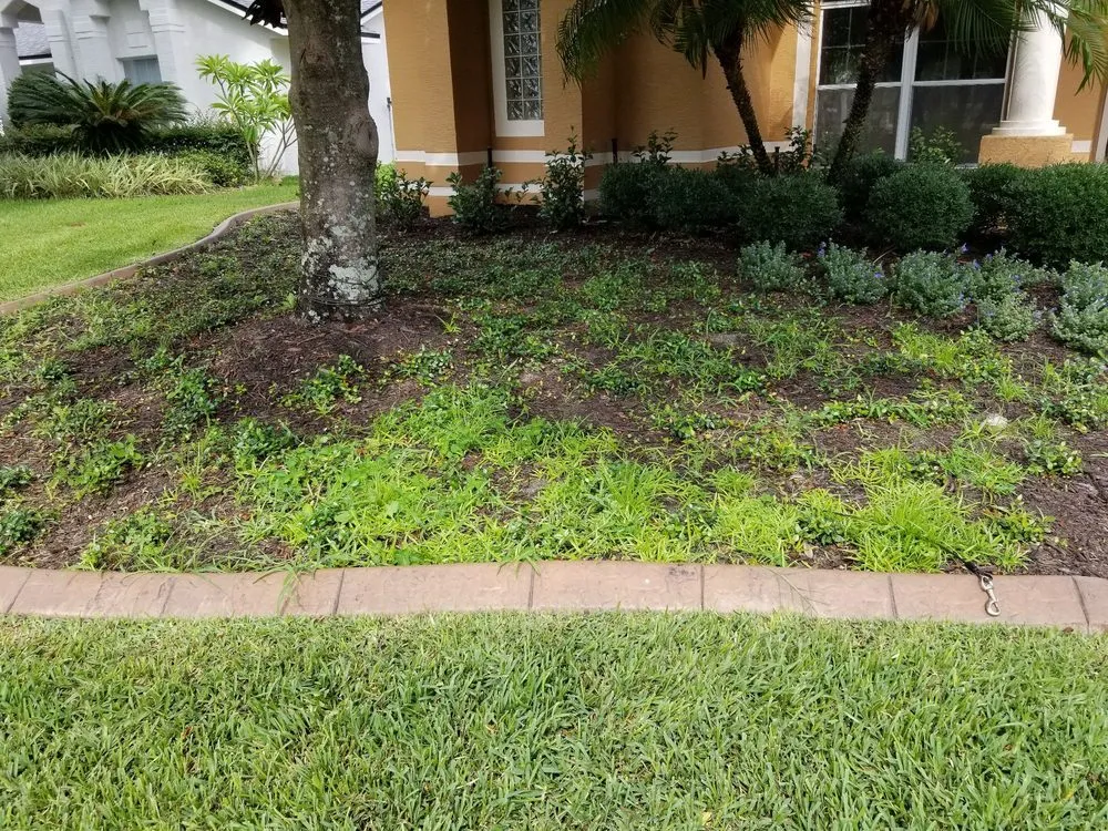 Reliable landscaping services experts serving Titusville, FL - Phoenix Landscape Solutions
