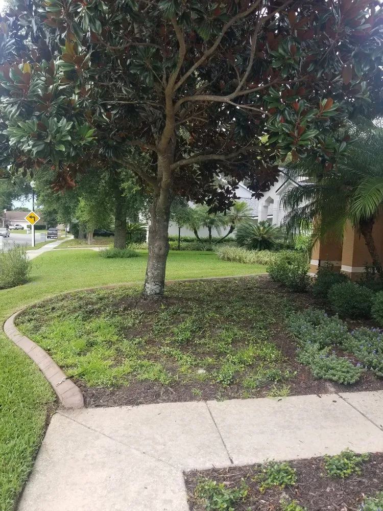 Local yard cleanup service in Titusville, FL by Phoenix Landscape Solutions