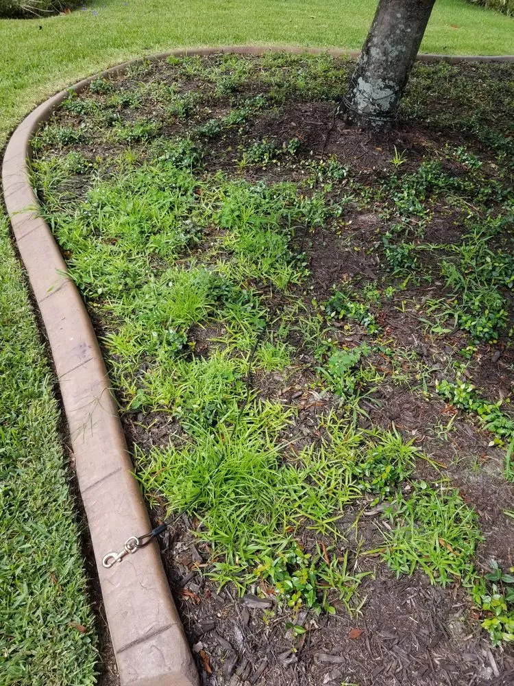 Expert garden landscaping in Titusville, FL by Phoenix Landscape Solutions