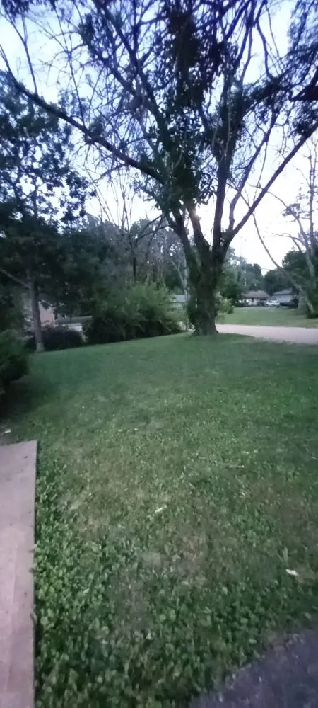 Affordable yard cleanup service in Independence, MO by Phoenix landscaping plus