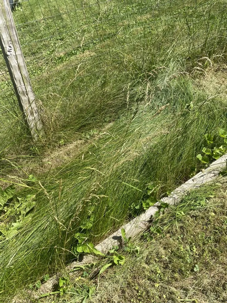 Local lawn care service for year-round maintenance in Clearfield, PA by Phoenix Lawn and Gutter