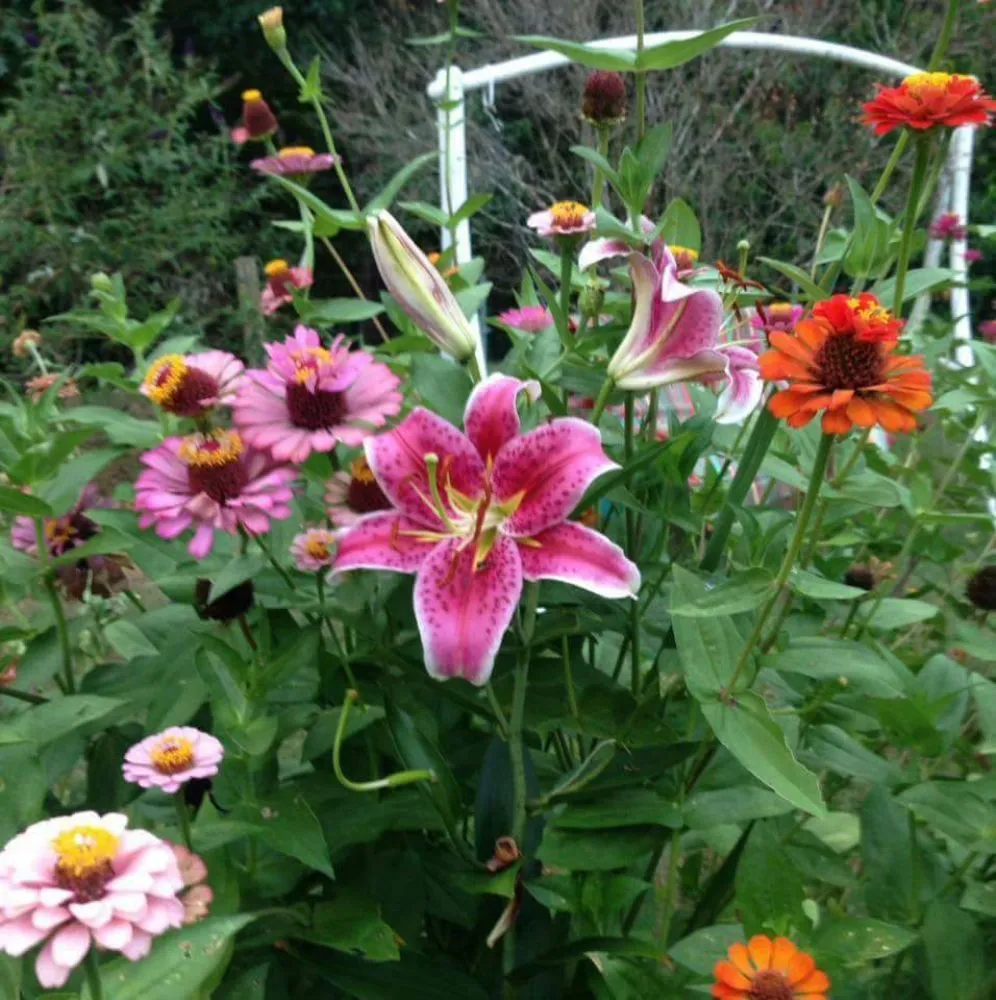 Local garden landscaping for beautiful yards in Benton Township, AR by Phoenix Lawn Service