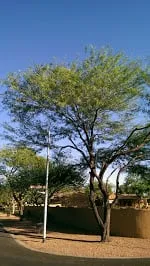 Affordable yard maintenance in Phoenix, AZ - Phoenix Tree and Landscape