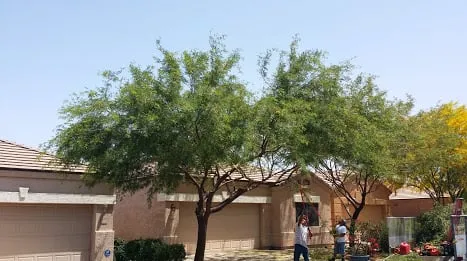 Custom yard maintenance near you in Phoenix, AZ by Phoenix Tree and Landscape