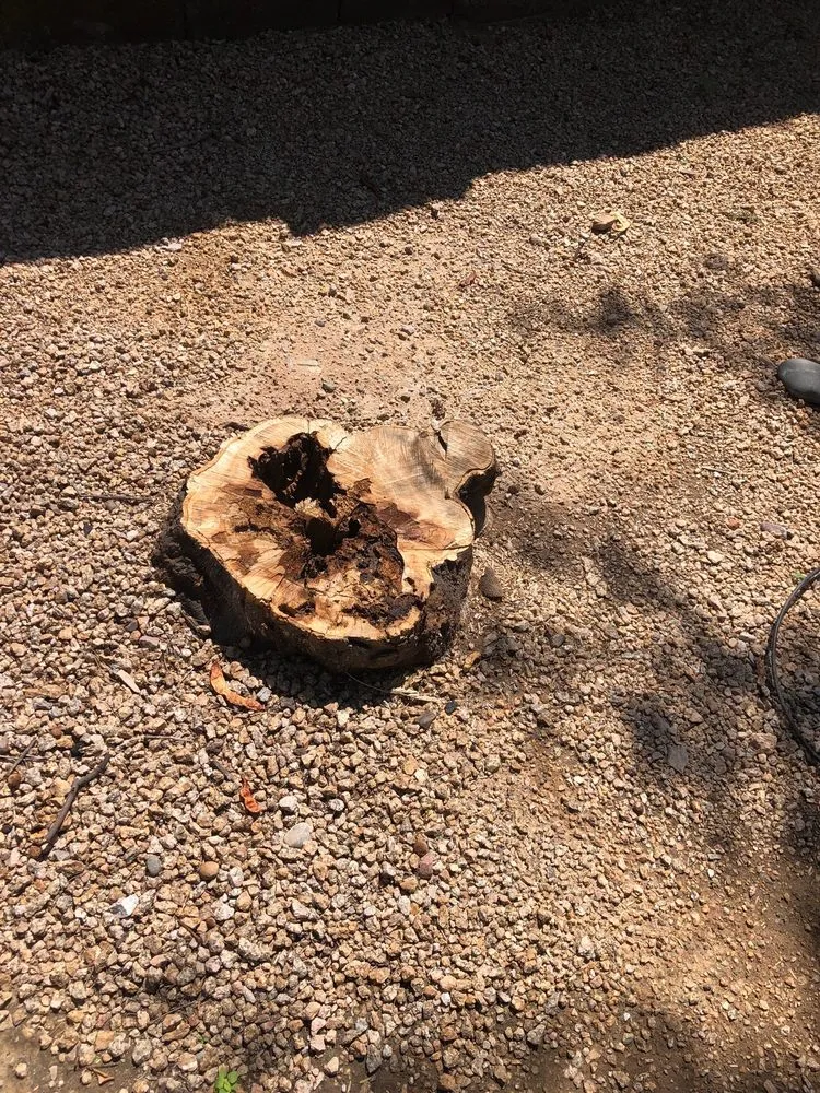 Reliable residential landscaping near you in Phoenix, AZ by Phoenix Tree and Landscape