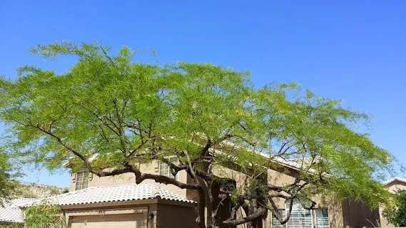Affordable landscape installation for residential properties across Phoenix, AZ - Phoenix Tree and Landscape