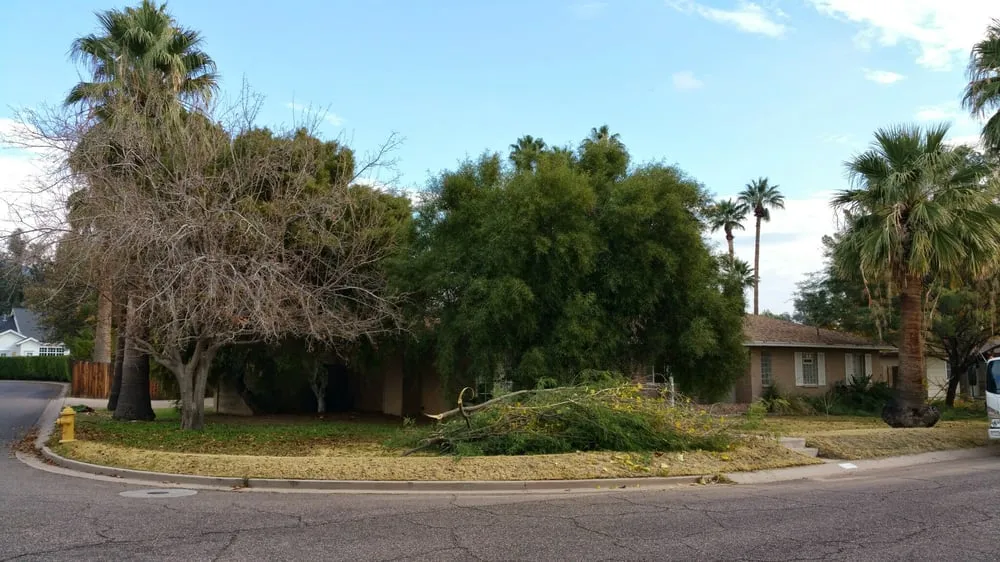 Affordable yard cleanup service in Phoenix, AZ - Phoenix Tree and Landscape