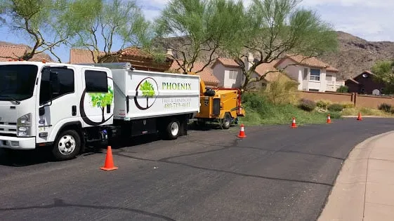 Professional yard maintenance in Phoenix, AZ - Phoenix Tree and Landscape