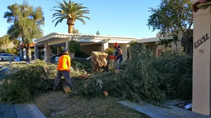 Expert landscape design in Phoenix, AZ - Phoenix Tree and Landscape