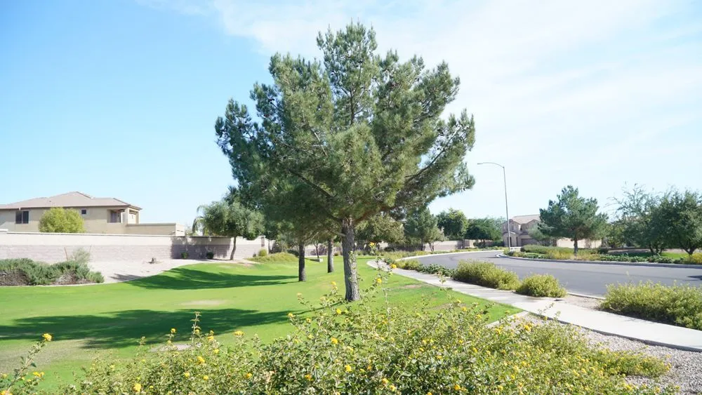 Affordable yard maintenance for year-round maintenance in Phoenix, AZ by Phoenix Tree and Landscape