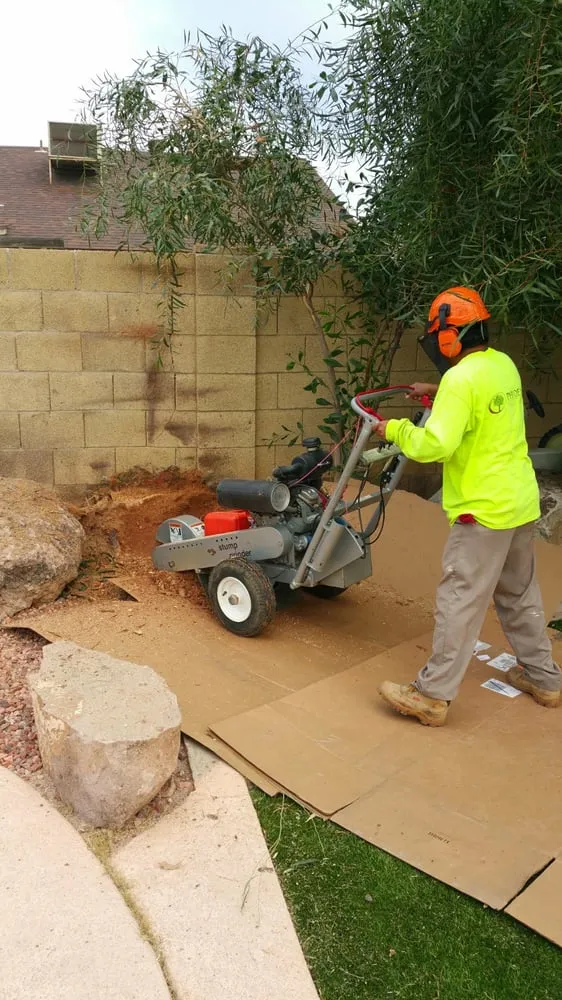 Expert garden landscaping in Phoenix, AZ - Phoenix Tree and Landscape