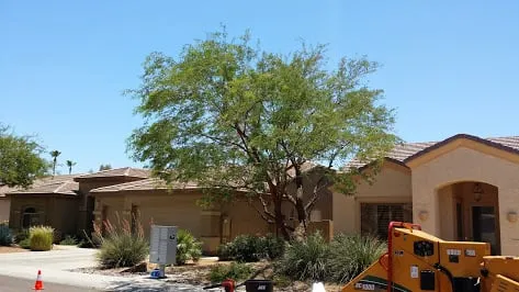 Expert landscape design in Phoenix, AZ by Phoenix Tree and Landscape