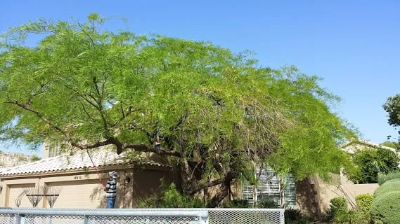Reliable yard maintenance experts serving Phoenix, AZ - Phoenix Tree and Landscape