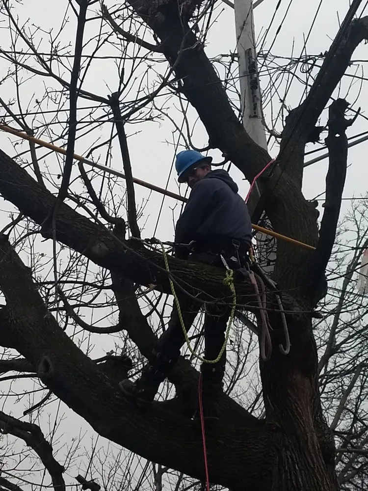 Local garden landscaping experts serving Franklinville, NY - Phoenix Tree Care