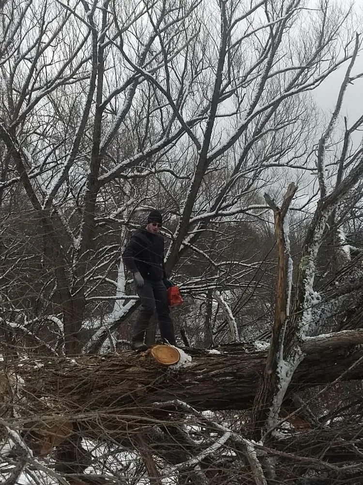 Professional landscape installation in Franklinville, NY - Phoenix Tree Care